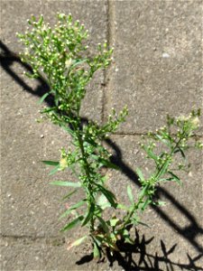 Ritzenbotanik: Kanadisches Berufkraut (Erigeron canadensis) auf Straßenpflaster in Saarbrücken
