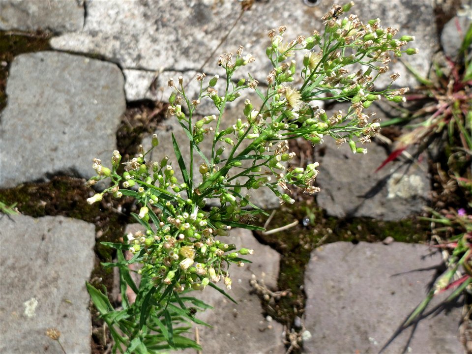 Ritzenbotanik: Kanadisches Berufkraut (Erigeron canadensis) auf Pflasterstein im Bürgerpark Saarbrücken