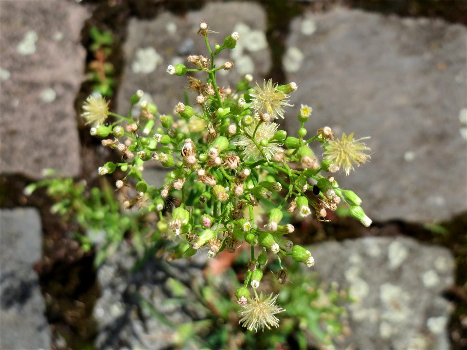 Ritzenbotanik: Kanadisches Berufkraut (Erigeron canadensis) auf Pflasterstein im Bürgerpark Saarbrücken