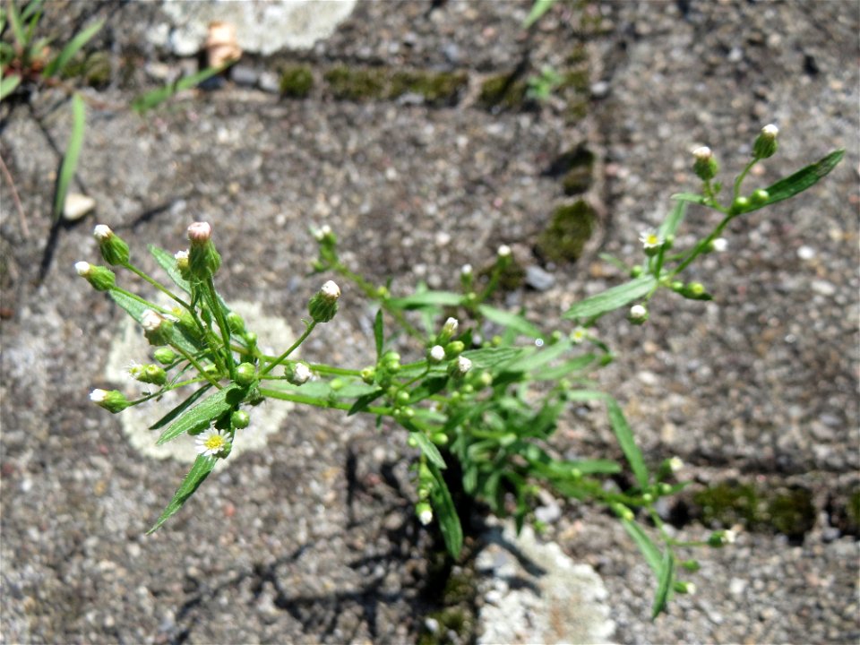 Ritzenbotanik: Kanadisches Berufkraut (Erigeron canadensis) auf Pflasterstein am Bahnhof Hockenheim