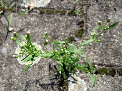 Ritzenbotanik: Kanadisches Berufkraut (Erigeron canadensis) auf Pflasterstein am Bahnhof Hockenheim