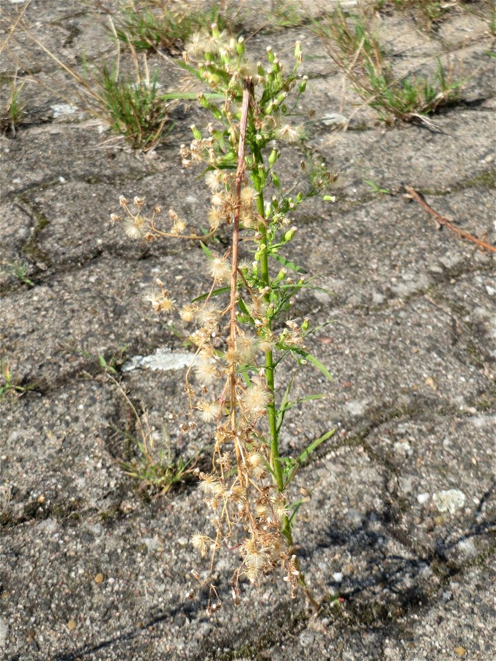 Ritzenbotanik: Kanadisches Berufkraut (Erigeron canadensis) auf Pflasterstein in Hockenheim
