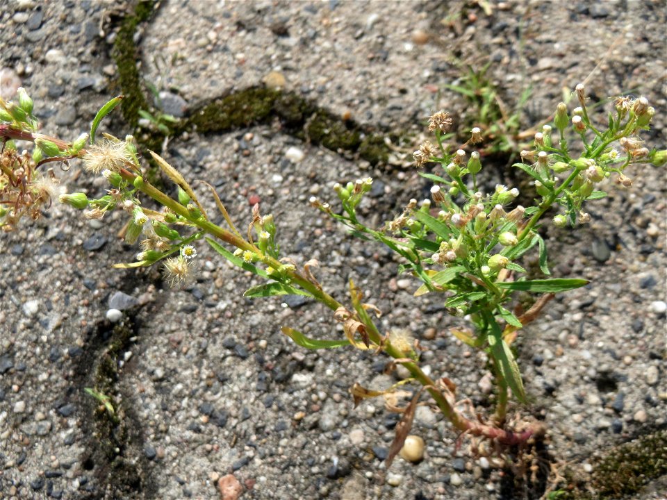 Ritzenbotanik: Kanadisches Berufkraut (Erigeron canadensis) auf Pflasterstein in Hockenheim