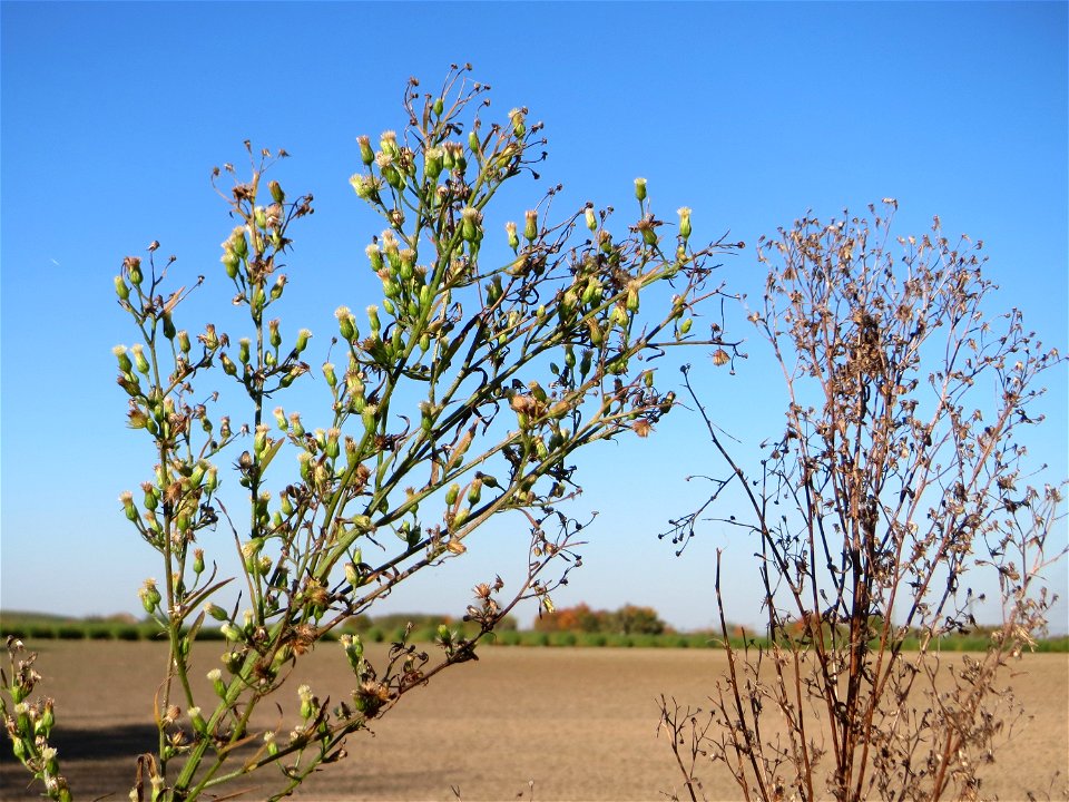 Kanadisches Berufkraut (Conyza canadensis) bei Neulußheim - eingeschleppt aus Nordamerika, daneben noch Stachel-Lattich