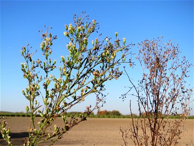 Kanadisches Berufkraut (Conyza canadensis) bei Neulußheim - eingeschleppt aus Nordamerika, daneben noch Stachel-Lattich