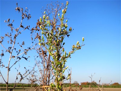 Kanadisches Berufkraut (Conyza canadensis) bei Neulußheim