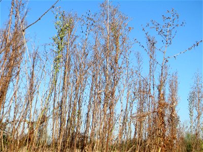 Kanadisches Berufkraut (Conyza canadensis) bei Neulußheim - eingeschleppt aus Nordamerika, daneben noch Stachel-Lattich