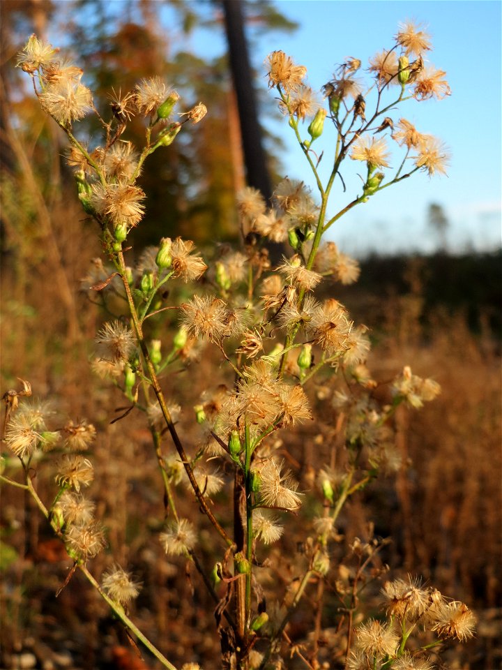 Kanadisches Berufkraut (Erigeron canadensis) in der Schwetzinger Hardt - eingeschleppt aus Nordamerika