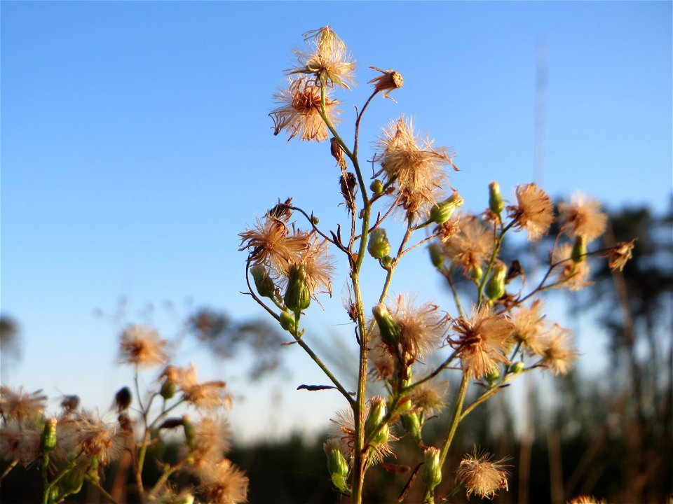 Kanadisches Berufkraut (Erigeron canadensis) in der Schwetzinger Hardt - eingeschleppt aus Nordamerika