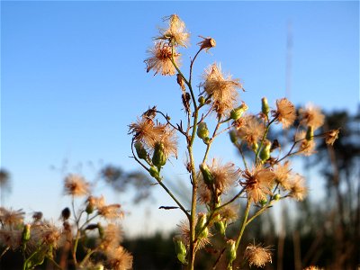 Kanadisches Berufkraut (Erigeron canadensis) in der Schwetzinger Hardt - eingeschleppt aus Nordamerika