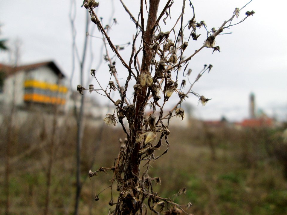 Mumienbotanik: Kanadisches Berufkraut (Erigeron canadensis) auf einer Brachfläche am Messplatz in Hockenheim -  eingeschleppt aus Nordamerika
