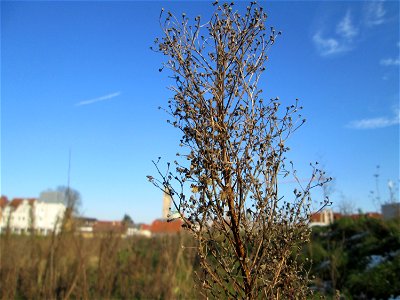 Mumienbotanik: Kanadisches Berufkraut (Erigeron canadensis) auf einer Brachfläche am Messplatz in Hockenheim - eingeschleppt aus Nordamerika photo