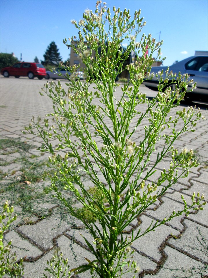 Kanadisches Berufkraut (Erigeron canadensis) auf einem Parkplatz in Hockenheim - eingeschleppt aus Nordamerika