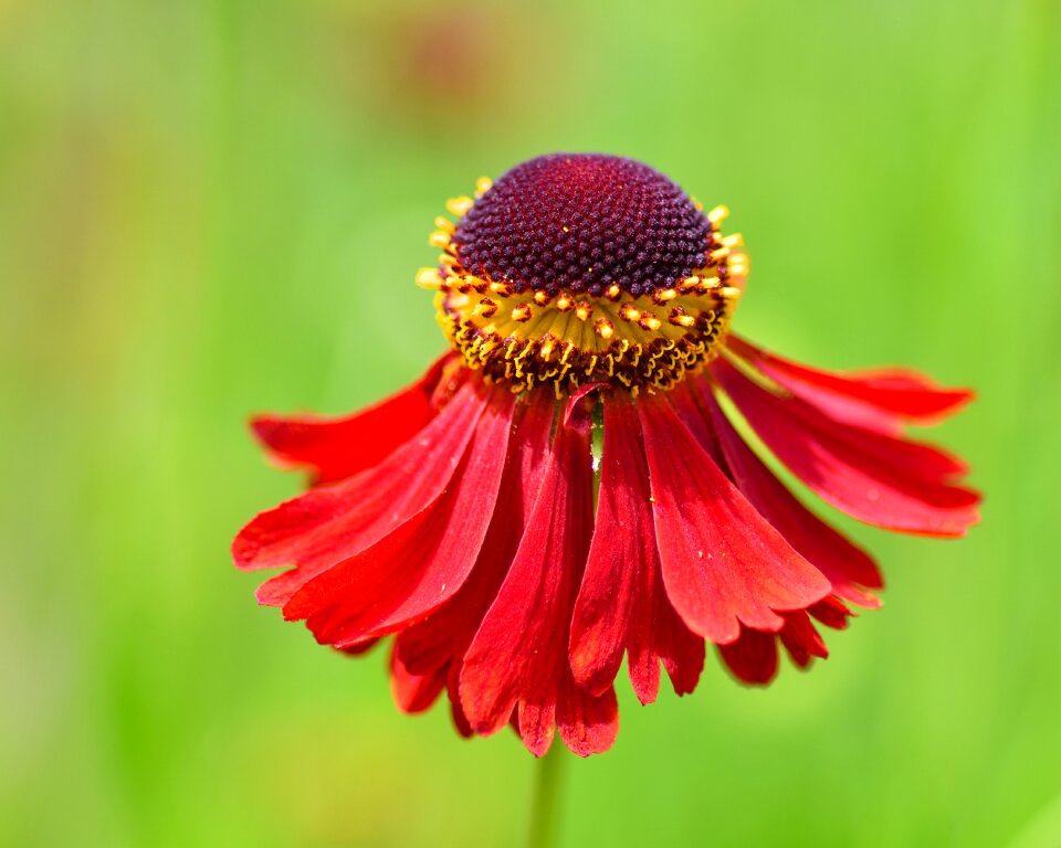 Petal plant macro