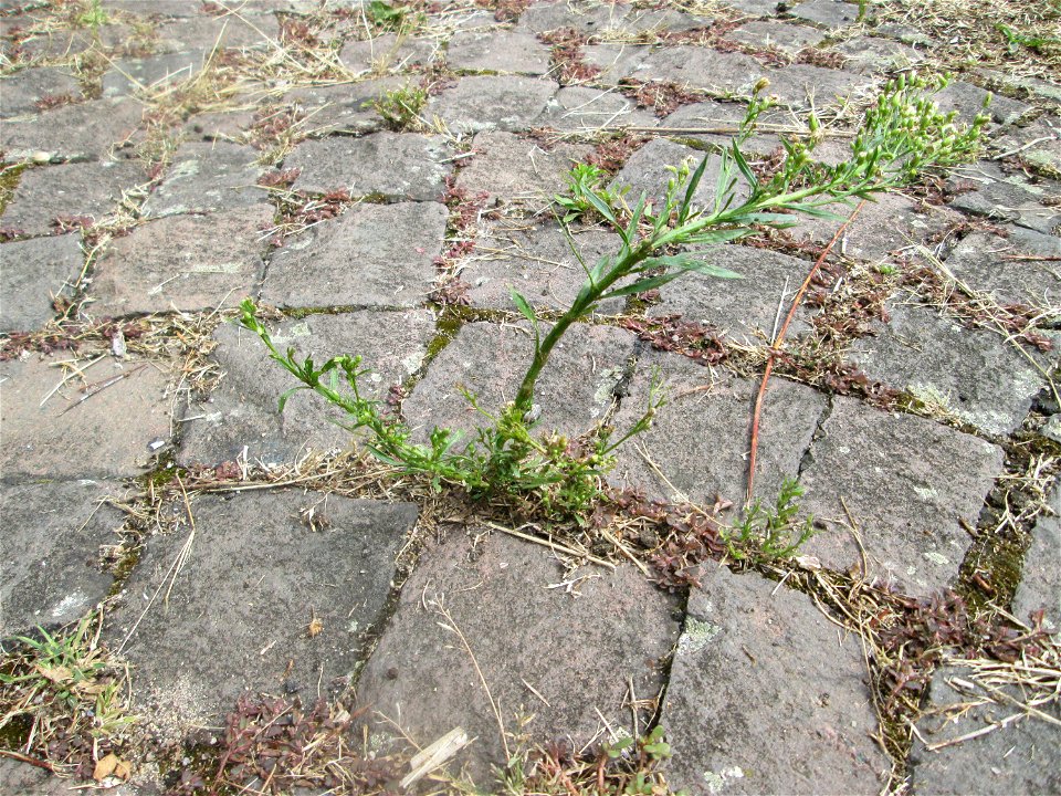 Kanadische Berufkraut (Erigeron canadensis) auf Pflasterstein in Schwetzingen - eingeschleppt aus Nordamerika