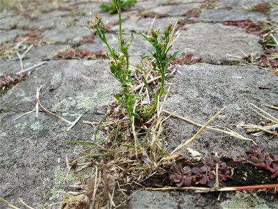 Kanadische Berufkraut (Erigeron canadensis) auf Pflasterstein in Schwetzingen - eingeschleppt aus Nordamerika