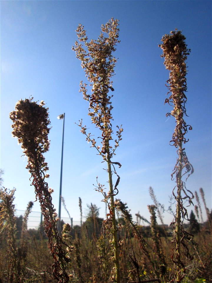 Kanadisches Berufkraut (Erigeron canadensis) auf einem Sandplatz in Hockenheim