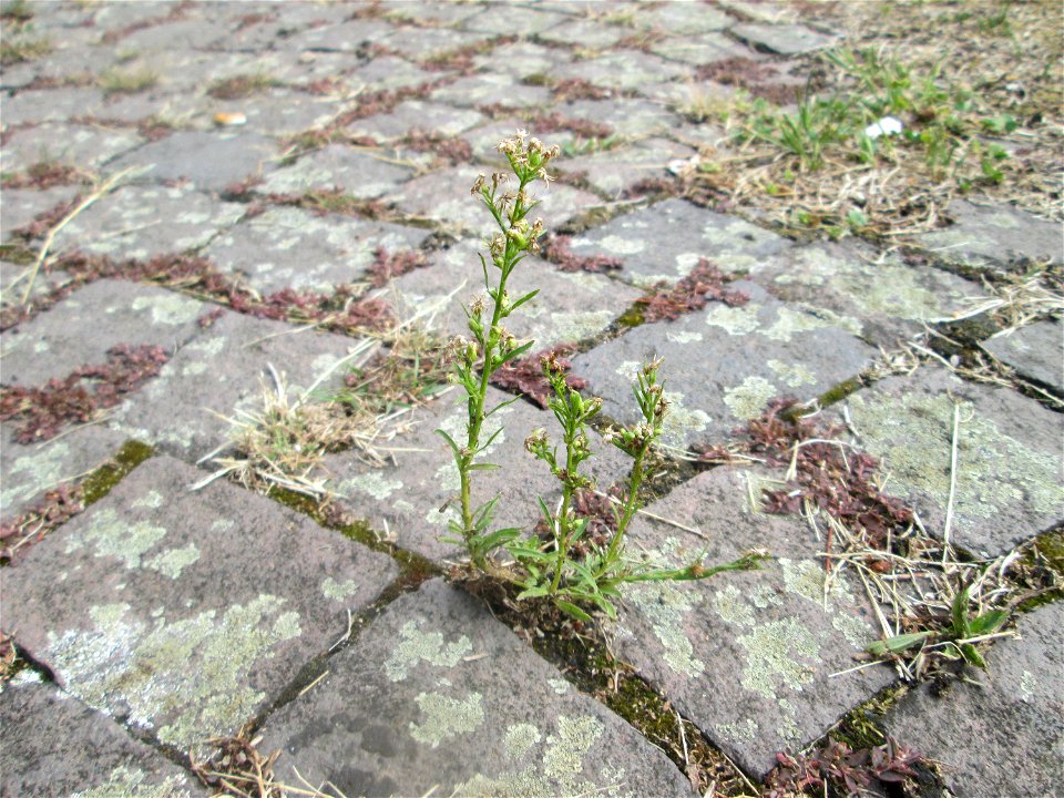 Kanadisches Berufkraut (Erigeron canadensis) auf Pflasterstein in Schwetzingen - eingeschleppt aus Nordamerika