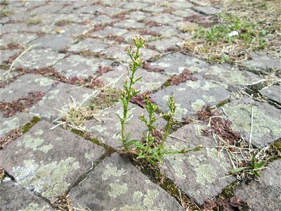 Kanadisches Berufkraut (Erigeron canadensis) auf Pflasterstein in Schwetzingen - eingeschleppt aus Nordamerika