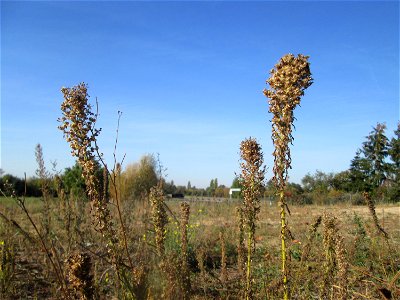 Kanadisches Berufkraut (Erigeron canadensis) auf einem Sandplatz in Hockenheim
