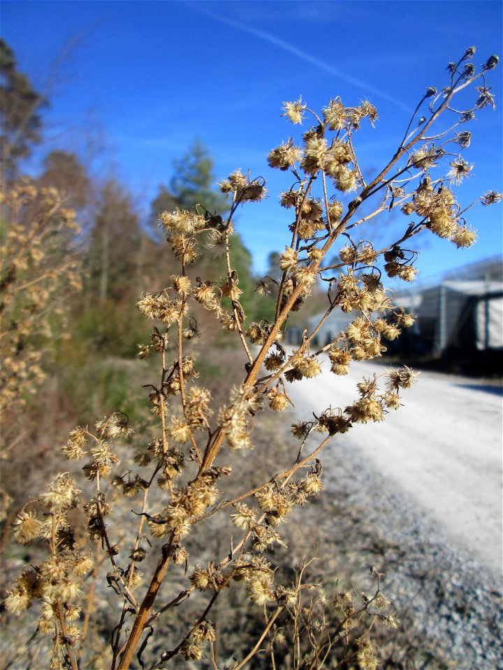 Kanadisches Berufkraut (Erigeron canadensis) in der Schwetzinger Hardt - eingeschleppt aus Nordamerika