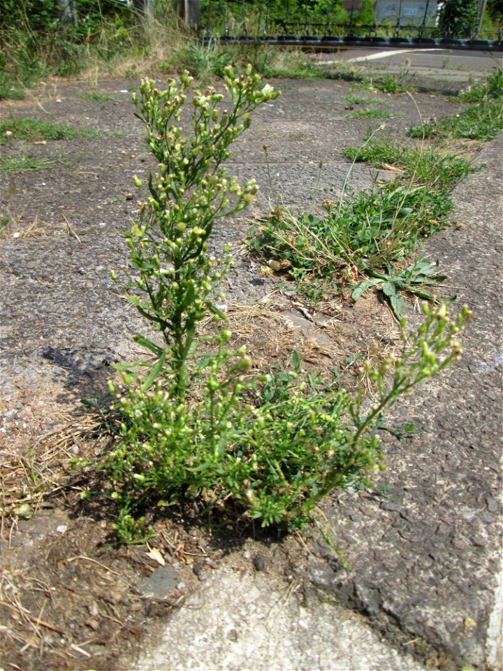 Kanadisches Berufkraut (Erigeron canadensis) am Bahnübergang in Brebach