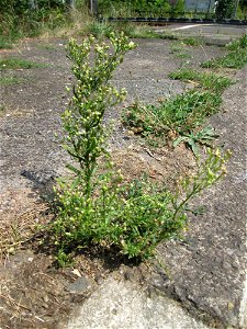 Kanadisches Berufkraut (Erigeron canadensis) am Bahnübergang in Brebach