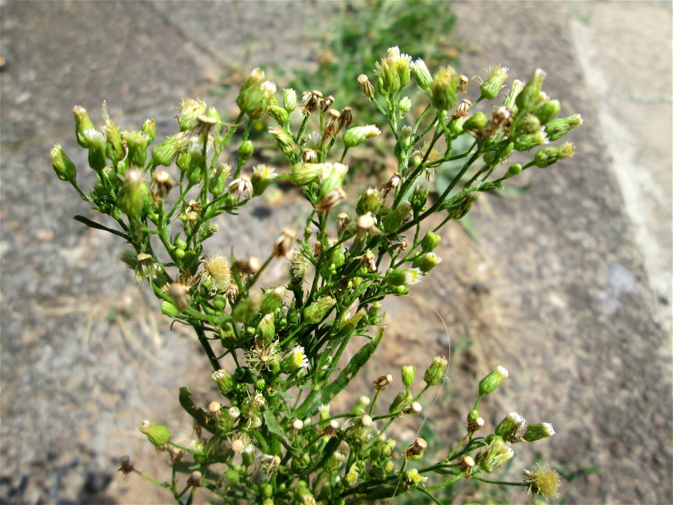 Kanadisches Berufkraut (Erigeron canadensis) am Bahnübergang in Brebach