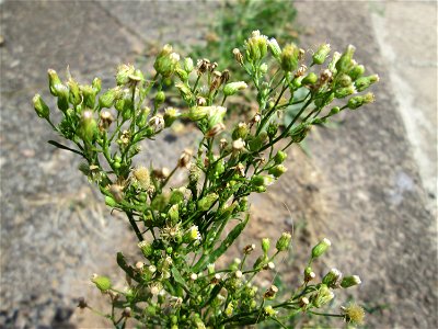 Kanadisches Berufkraut (Erigeron canadensis) am Bahnübergang in Brebach