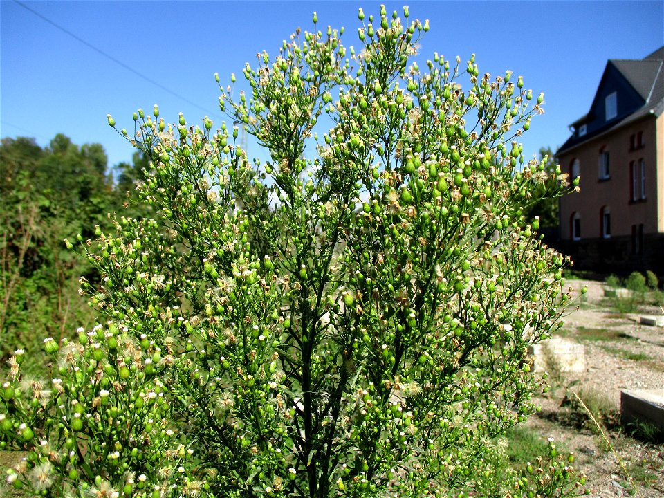 Kanadisches Berufkraut (Erigeron canadensis) am Bahnübergang in Brebach