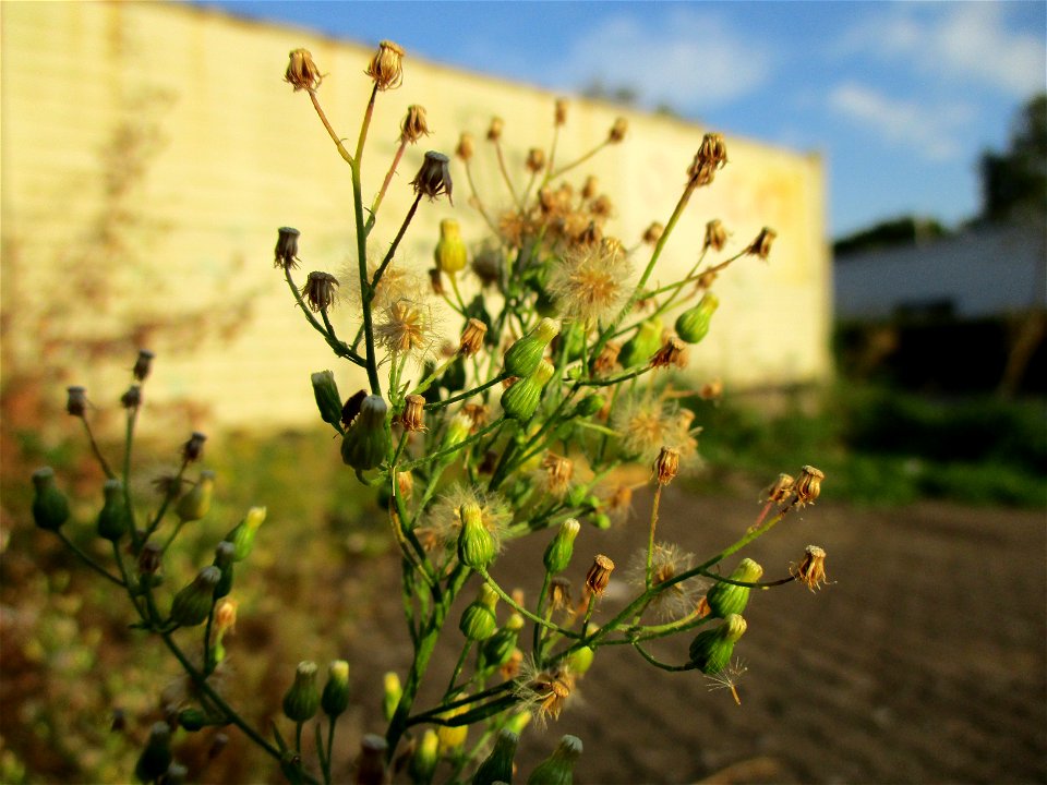 Kanadisches Berufkraut (Erigeron canadensis) in Brebach