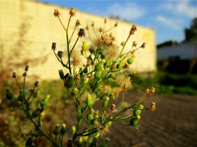 Kanadisches Berufkraut (Erigeron canadensis) in Brebach