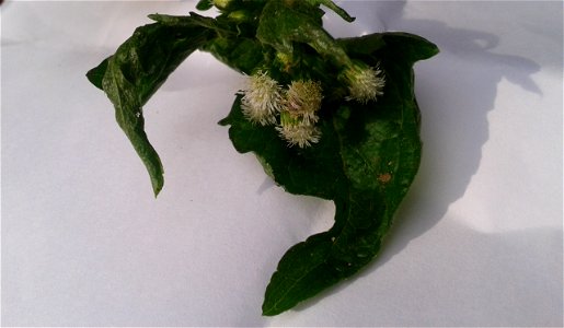 ஆப்பக் கொடி (Ageratum conyzoides )1