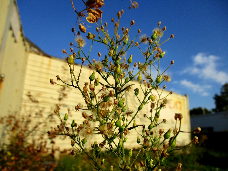 Kanadisches Berufkraut (Erigeron canadensis) in Brebach
