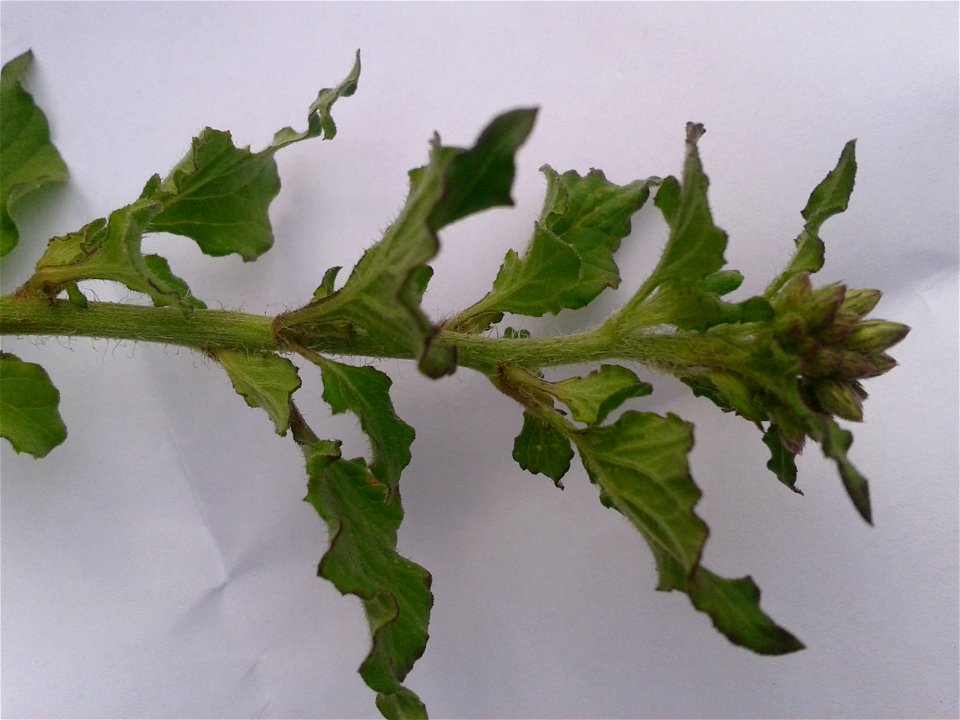Botanical name -Ageratum conyzoides
Common name - Billy-Goat Weed
Insecticide ;Used against epilepsy ; Common use is to cure wounds ;Traditional use is to  treat  fever and  rheumatism .

S.Sound