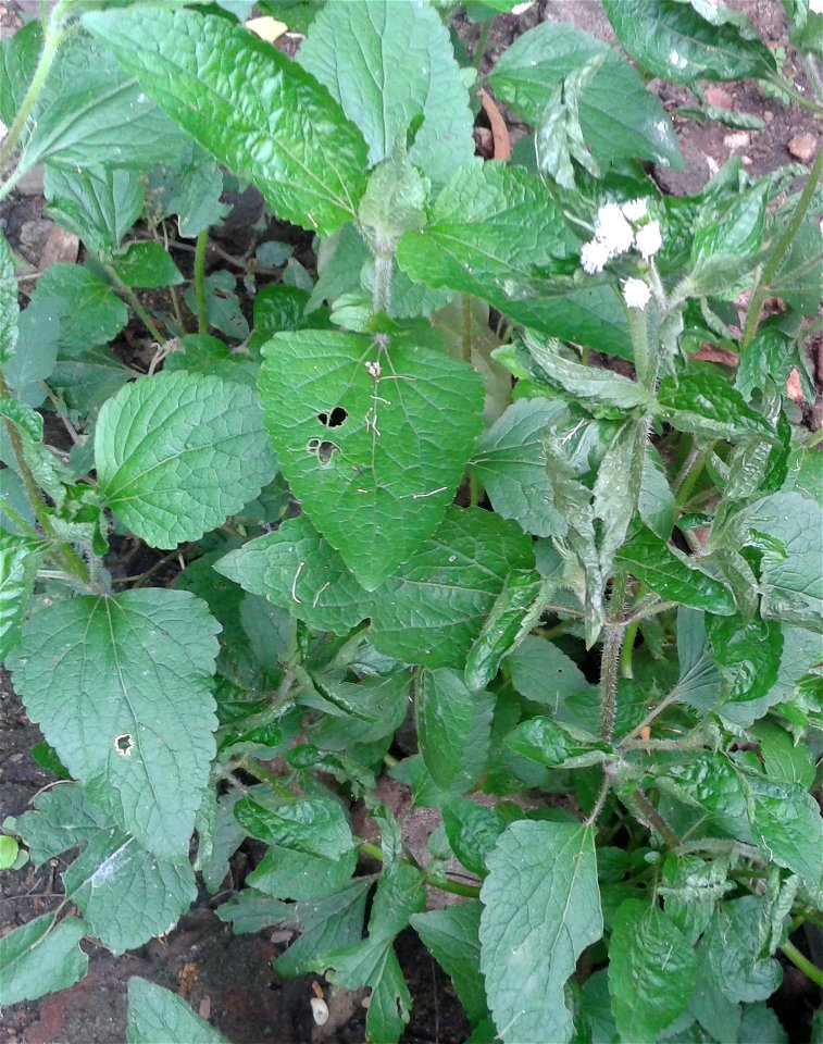 ஆப்பக் கொடி (Ageratum conyzoides )2