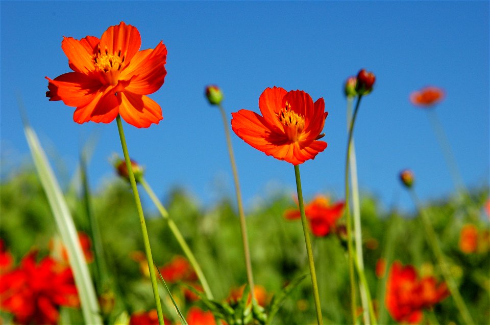 Eine Cosmea (Cosmos sulphureus) in meinem Garten
