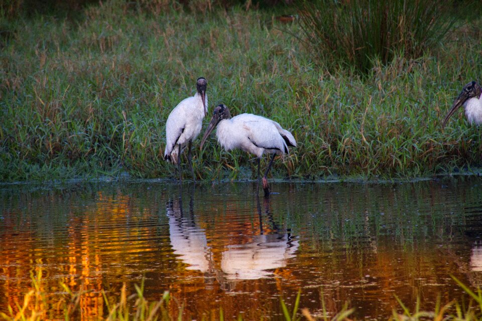 Wood stork treasure hammock ranch florida
