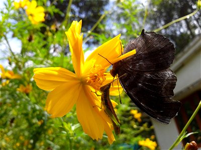 Butterfly Meets Grasshopper