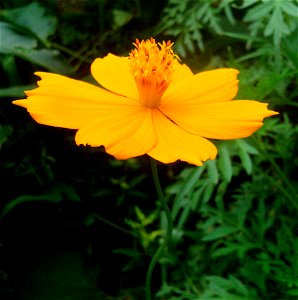 टिक्ली फूल photo