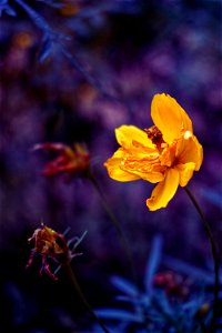Ageing yellow cosmos flowers edited in Affinity Photo.
