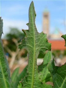 Stachel-Lattich (Lactuca serriola) in Hockenheim photo