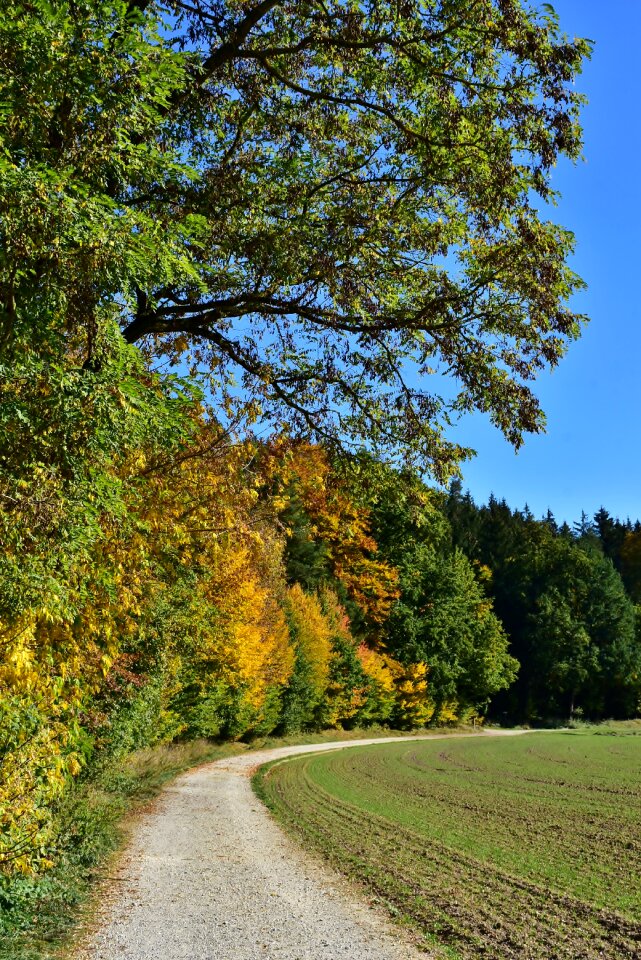 Forest nature tree