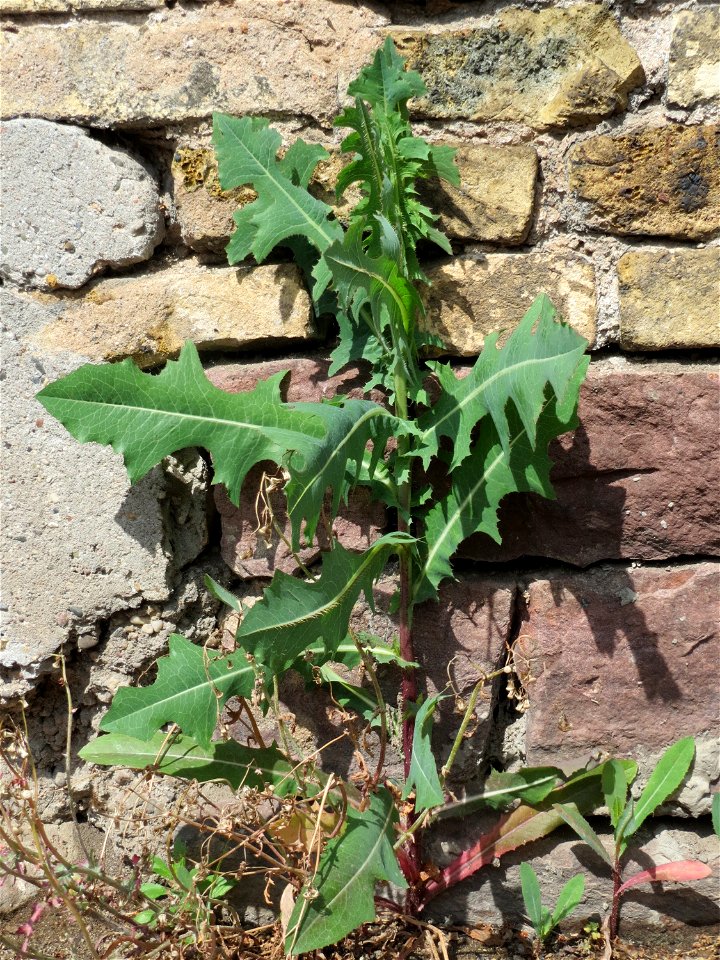 Stachel-Lattich (Lactuca serriola) in Hockenheim