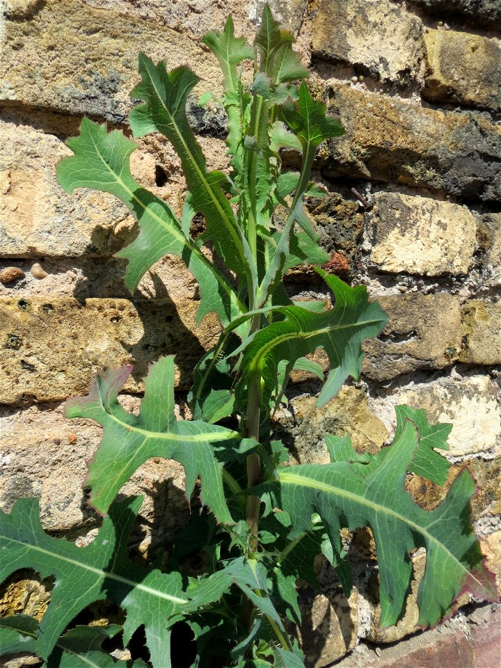 Stachel-Lattich (Lactuca serriola) in Hockenheim