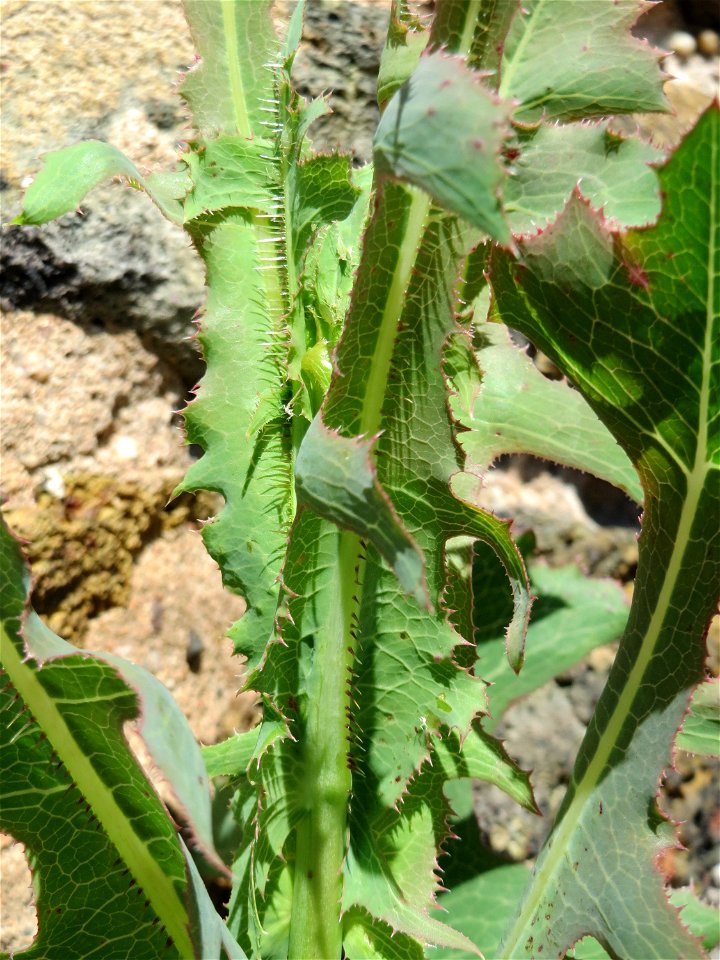 Stachel oder Kompass-Lattich (Lactuca serriola) in Hockenheim
