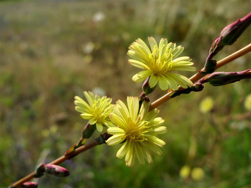 Stachel-Lattich (Lactuca serriola) in Schalkenmehren