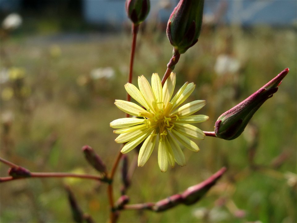 Stachel-Lattich (Lactuca serriola) in Schalkenmehren