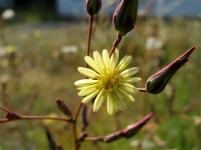 Stachel-Lattich (Lactuca serriola) in Schalkenmehren