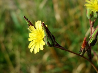 Stachel-Lattich (Lactuca serriola) in Schalkenmehren